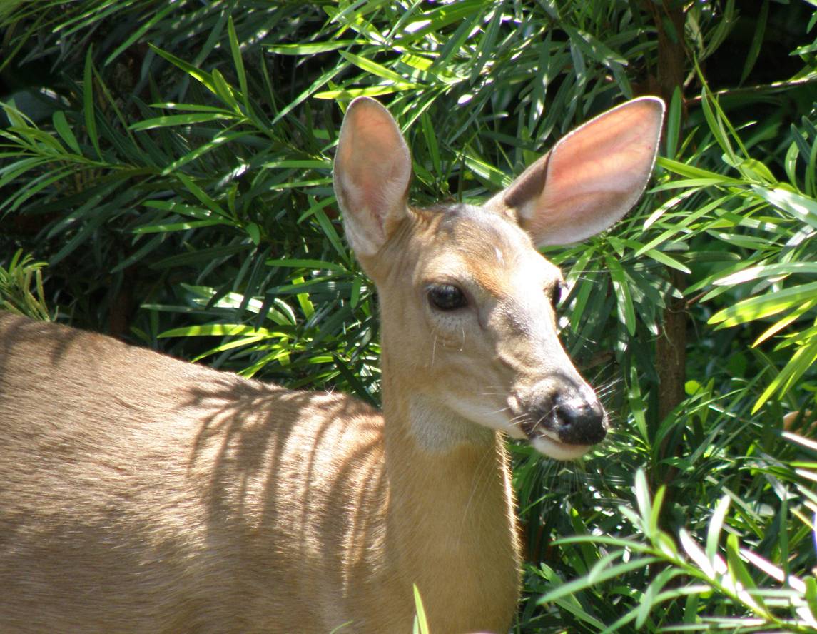 Deer - Copy